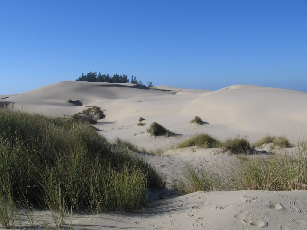 SEO and Web Design in Dunes City